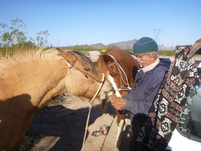 Ponies are Opportunivores