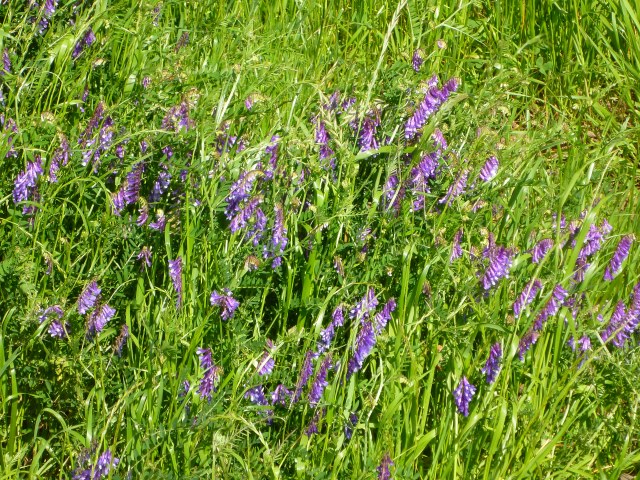 current favorite pony food