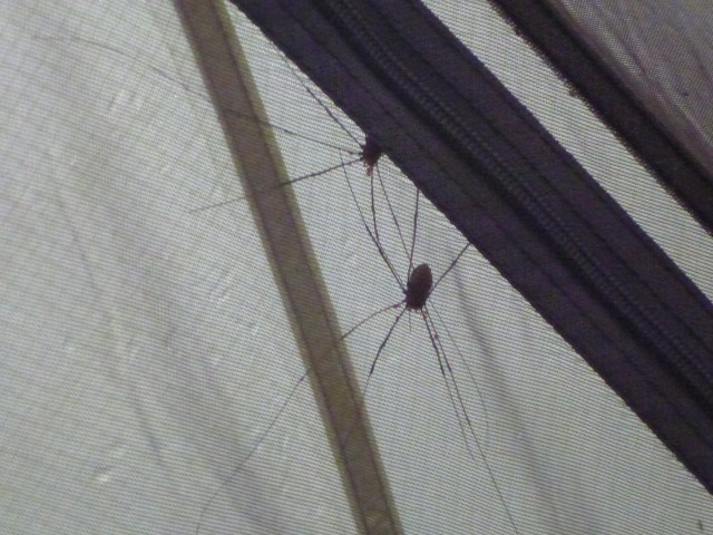 Harvestmen sheltering from the Storm