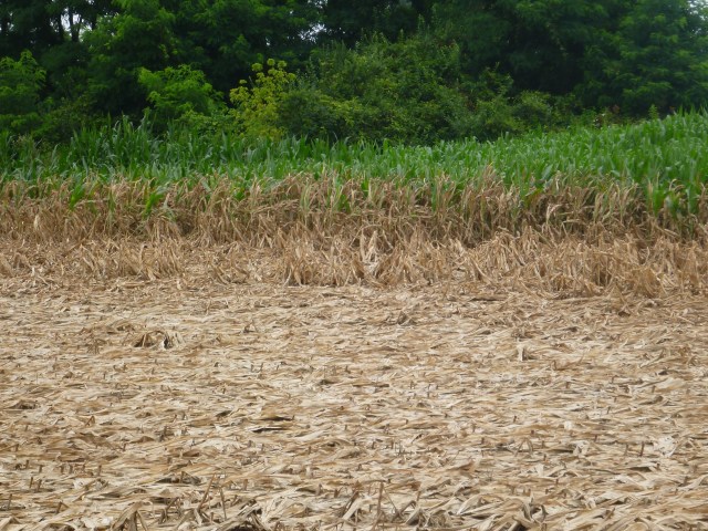 corn after the flood