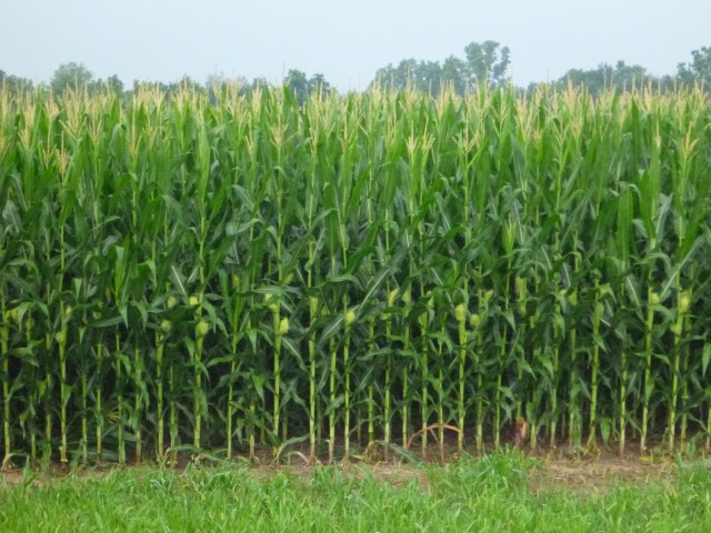 the corn is as high as a Long Rider's eye!