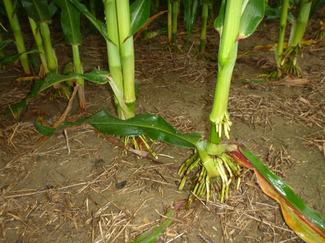 corn has toes!  who knew?