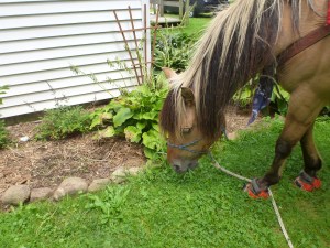 Finehorn earns brownie points as a weedeater