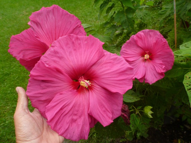 mom grew this gigantic Hibiscus just for me!