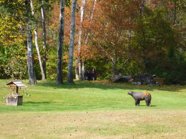 the ponies saw a bear!
