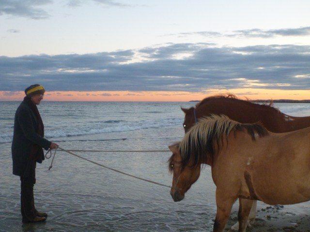 Brave ponies humoring a silly human with strange ideas 