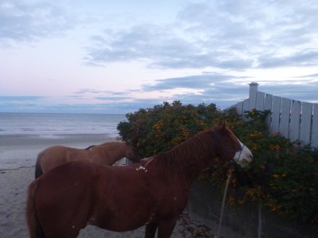 but we'd really rather be eating the rose hips!