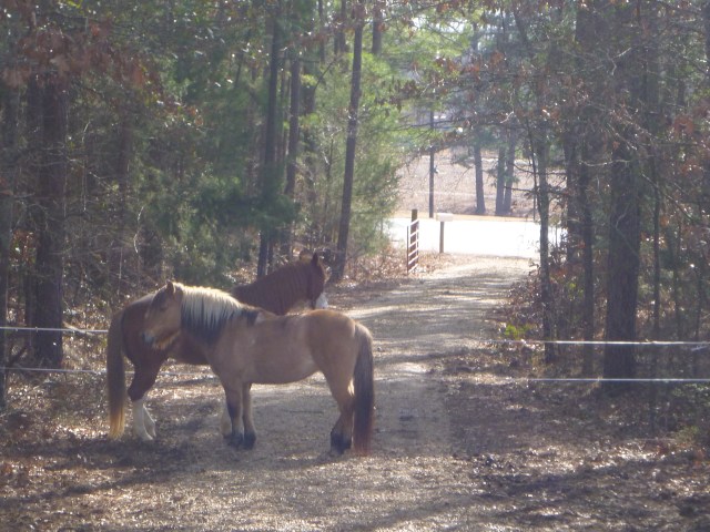 the ponies dreaming of the open road