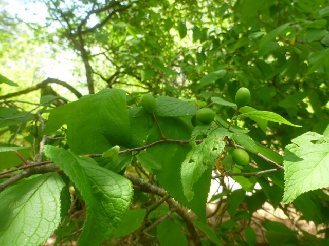 the mystery tree is growing plums