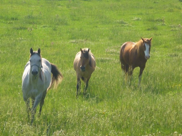 Luna Jack rejoins the herd.