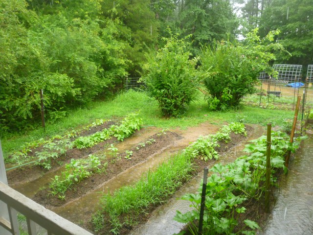 this morning's garden