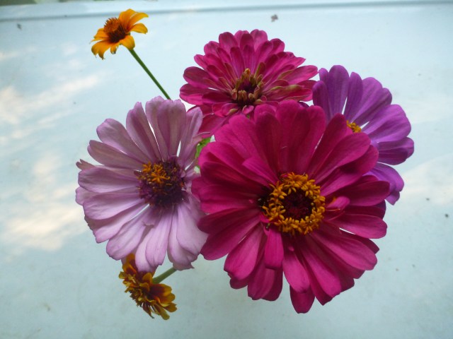 zinnias