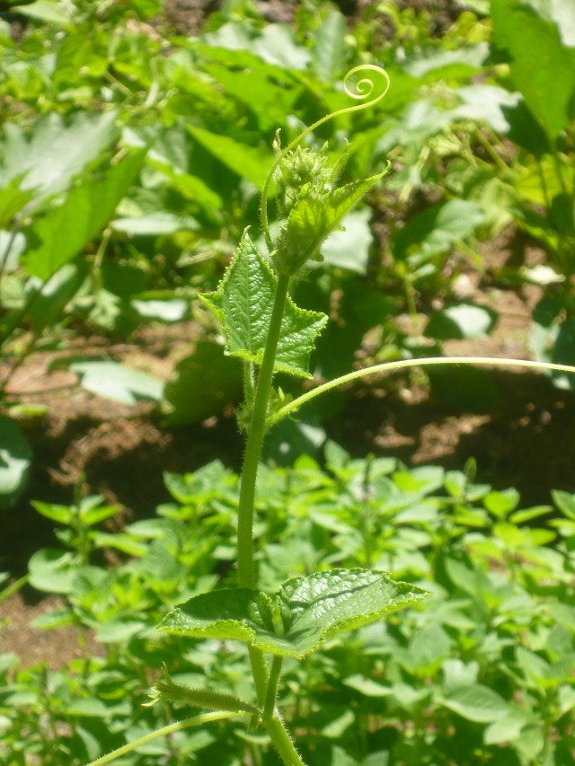cucumber plant