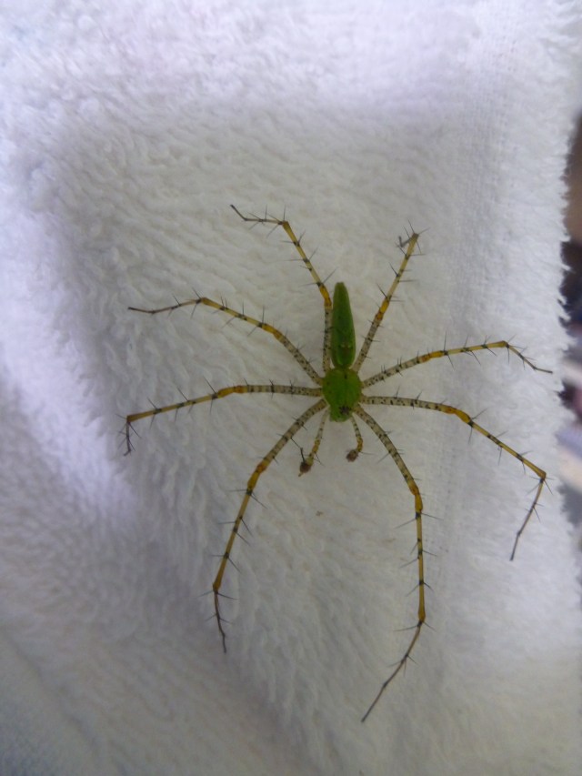 a green lynx spider - it can shoot poison up to 1'!