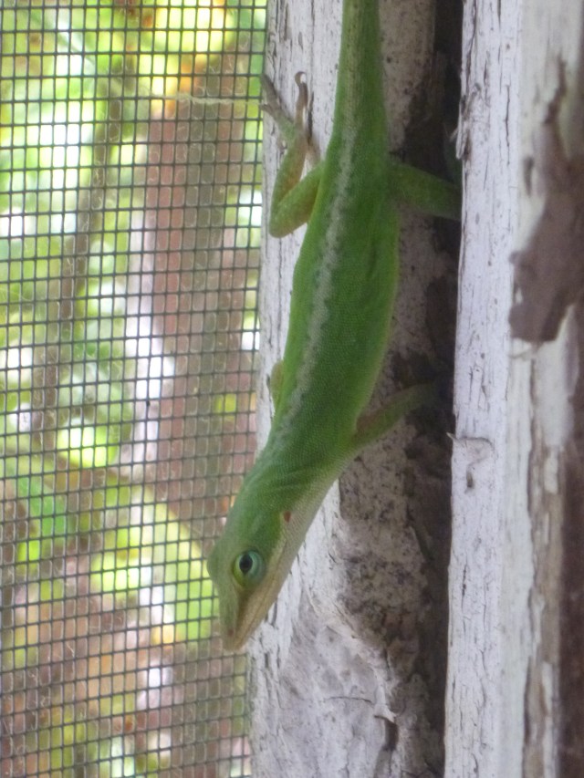 one of Gryph's allies