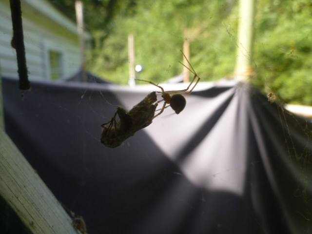 the guardian of the bathroom window