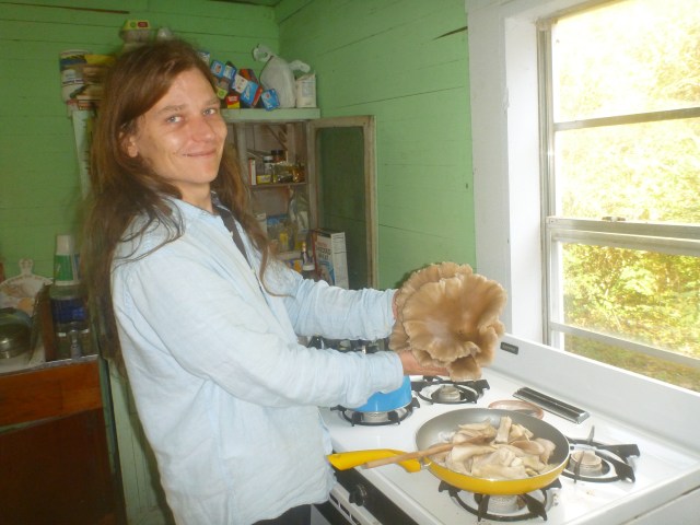 Fox found Oyster Mushrooms