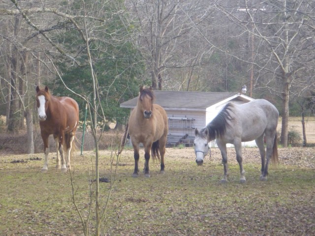 Luna Jack still looking for a new home.