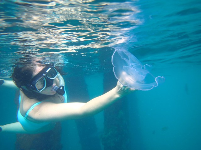 jellyfish wrangling