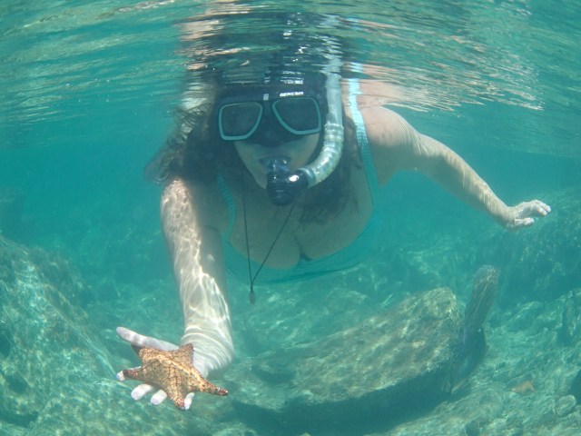 starfish by the Navy Pier