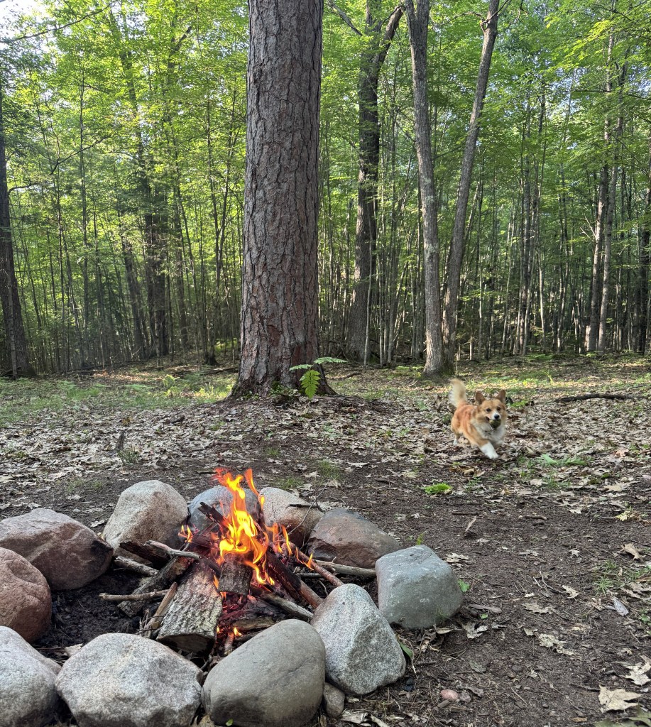 A campfire surrounded by stones, with flames visible in the foreground and a corgi dog running in a wooded area in the background.